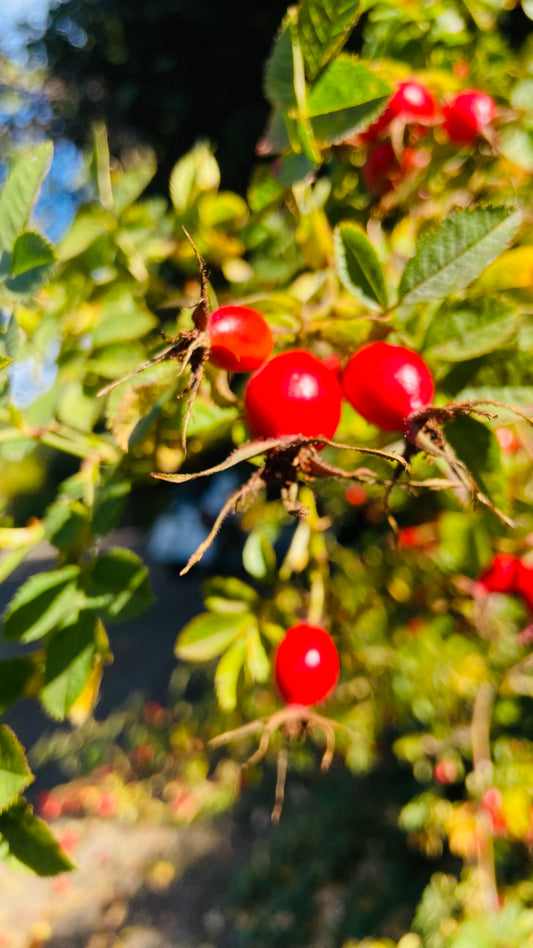 Aceite De Rosa Mosqueta - 30ml