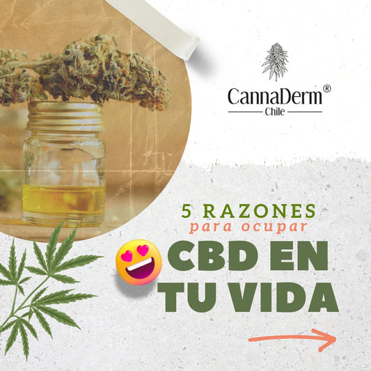 5 RAZONES PARA OCUPAR CeBeDe EN TU VIDA